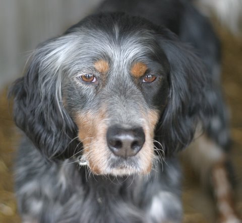 Laurel Lynnhill Luke, Michelle's dream bird dog, llewellin setter